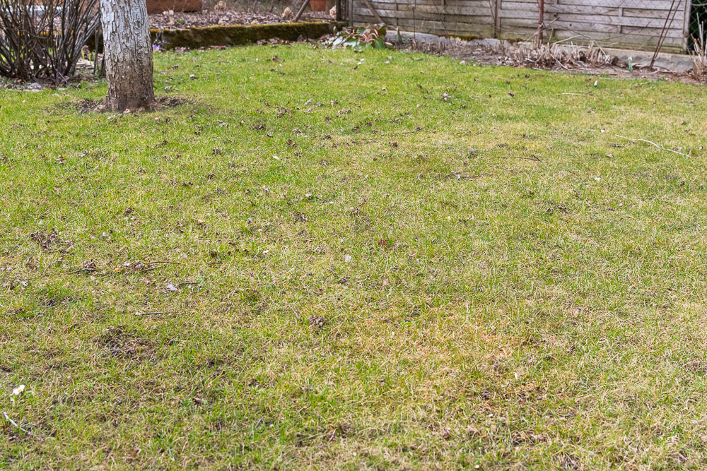 Trawnik porośnięty mchem przed procesem rekultywacji